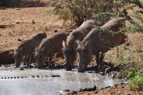 Vom Kroko lassen sich die Warzenschweine nicht stören, wenn sie nur richtig Durst haben.