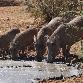 Vom Kroko lassen sich die Warzenschweine nicht stören, wenn sie nur richtig Durst haben.