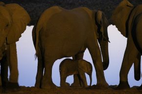 Kurz vor Einbruch der Dunkelheit kommen die Elefanten nochmal zum Wasserloch. Schützend nehmen sie die Kleinsten in ihre Mitte.