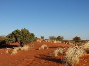 Roter Sand, grüne Kameldornbäume und gelbes Gras vor blauem Himmel – die Kalahari ist immer wieder schön anzuschauen. (Bild: Martina Reichardt-Golde)
