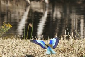 Ein Lilac Breasted Roller, der Botswanische Nationalvogel, im Landeanflug