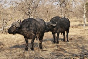 Büffelparade im Chobe-Nationalpark