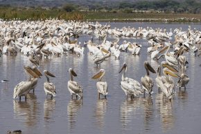 ... um bei dem Betrieb noch einen vernünftigen Landeplatz zu finden. Pelikane am Lake Manyara.