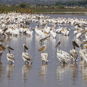 ... um bei dem Betrieb noch einen vernünftigen Landeplatz zu finden. Pelikane am Lake Manyara.