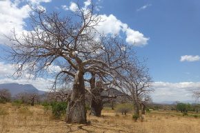 Freunde von Baobab-Bäumen kommen auf der Strecke zwischen Daressalam und Iringa voll auf ihre Kosten