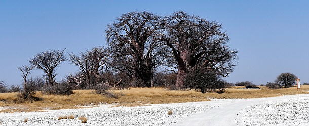 Ein absolutes Highlight sind Bain's Baobab in der Nxai-Salzpfanne.