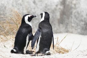 Komm lass uns eine Runde drehen! Pinguine in Simonstown.