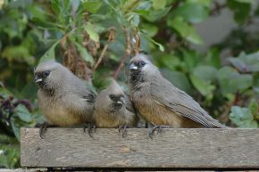 Drei Mousebirds warten gespannt auf den nächsten Essensgang.