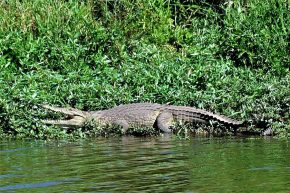 Am Limpopo wimmelt es von Krokodilen.