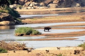 Dieses Rind flüchtet gerade durch den Limpopo von Simbabwe nach Südafrika. Vielleicht gibt es dort keine Schlachter?