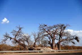 Der größte Bao, den wir je gesehen haben steht an der Straße nach Simbabwe.