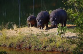 Während Familie Hippo im Mlilwane-Nationalpark skeptisch dreinschaut...