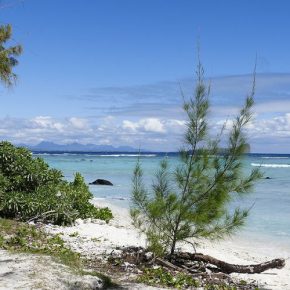 Auf der Suche nach der Blauen Mauritius Auf der Suche nach der Blauen Mauritius