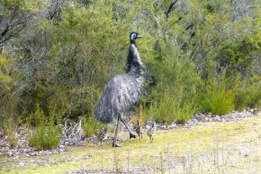Kalaharichicken ist out, Emu ist in. Bemerkenswerterweise macht sich das Weibchen nach der Eiablage aus dem Staub und das Männchen kümmert sich um den Nachwuchs.