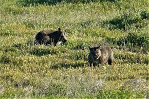 Sehen aus wie "Rüsselschweinsteddybären"- die Wombats.