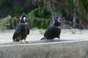 ... schwarze Kakadus dagegen sieht man selten. Die Vögel sind sehr scheu.