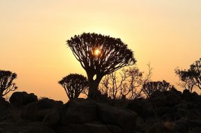Erinnerungen an Afrika, Teil 2