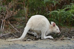 Eine Begegnung der angenehmen Art mit Weißen Wallabys
