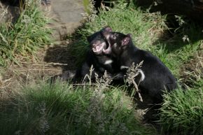 Die tasmanischen Teufel balgen sich gern untereinander. Da der Gesichtskrebs hochansteckend ist, sind alle Tiere stark in ihrem Fortbestand gefährdet.