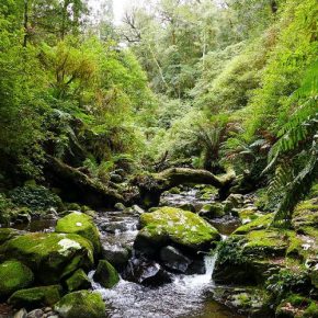 Abenteuer im Regenwald Abenteuer im Regenwald