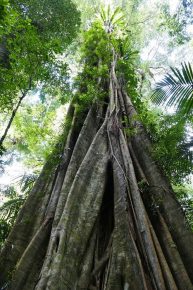In den wärmeren Regenwaldgebieten sind die uralten Bäume häufig von Würgefeigen umgeben.
