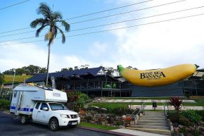Willkommen im Australischen Bananenland. In der Gegend um Coffs Harbour wird ein Großteil der australischen Bananen angebaut.