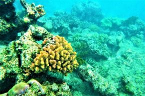 Es gibt sie doch noch – die bunten Korallen am Great Barrier Riff