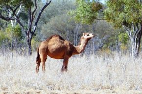 Kamele gibt es im Outback heute noch...