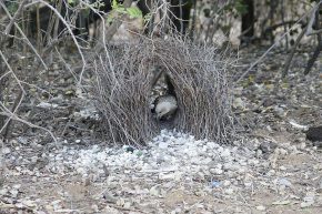 Der Laubenvogel ist den ganzen Tag mit der Pflege seines aufwändig gestalteten Nestes beschäftigt. Dankbar nahm er ein von uns spendiertes Kügelchen aus Silberpapier in seine Schätze mit auf.