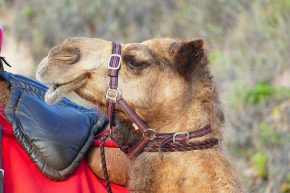 Am Cable Beach in Broome können allabendlich Kamele auf Kamelen in den Sonnenuntergang reiten.