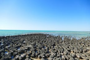 Stromatolithen gehören zu den ältesten Lebensformen auf der Erde und sorgen seit Millionen von Jahren für Sauerstoff in unserer Atmosphäre.