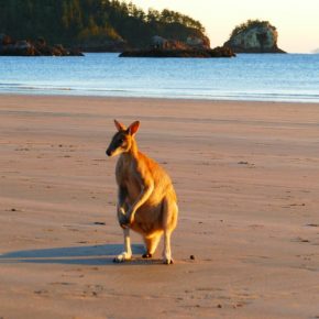 Reisepraxis Australien – unsere Eindrücke und Erfahrungen Reisepraxis Australien – unsere Eindrücke und Erfahrungen