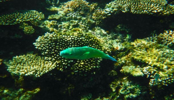 Einzigartig präsentiert sich die Unterwasserwelt am Ningaloo Riff