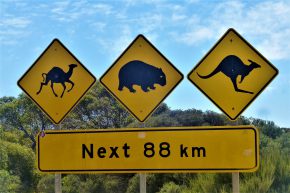 Alle auf einmal – eines der Standartstraßenschilder in Australien, wo auf die jeweilige Tierpopulation im nächsten Streckenabschnitt hingewiesen wird.