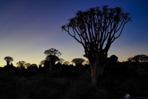 Köcherbaumwald/Namibia nach Sonnenuntergang