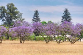Farbenfroh präsentieren sich die Jacaranda-Bäume.