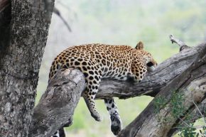 … hat sich der Leopard nach einem üppigen Mal zur Ruhe gelegt.