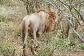 Hungrig dagegen streift dieser Löwe durch den Krüger Nationalpark…