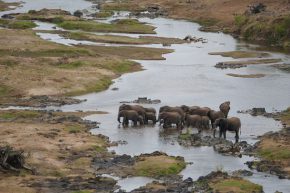 Eine Elefantenherde badet im Olifants River.