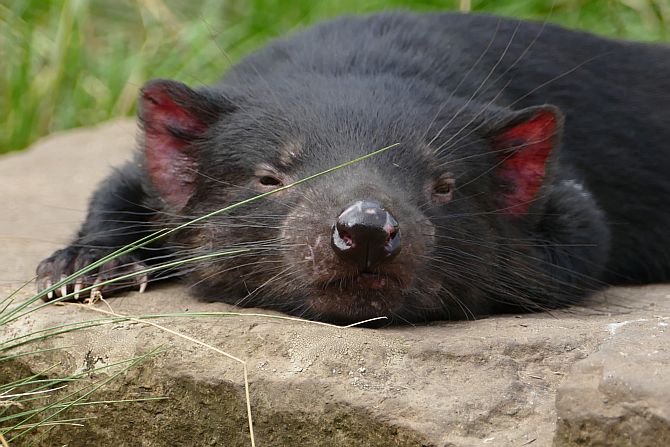 Völlig relaxt liegt der Tasmanische Teufel auf einem Stein