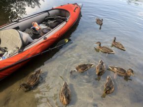 Die Enten haben ihren Lunch im Boot schon entdeckt.
