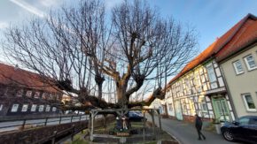 In Thüringen gibt es etliche „Tanzbäume“. Neben der Tanzbuche am Rennsteig steht in Bad Tabarz eine Tanzlinde.