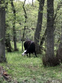 Leben in den Eichenwäldern von Ottenby