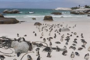 Am Boulders Beach in der Nähe von Kapstadt lebt eine Kolonie von Brillenpinguinen.